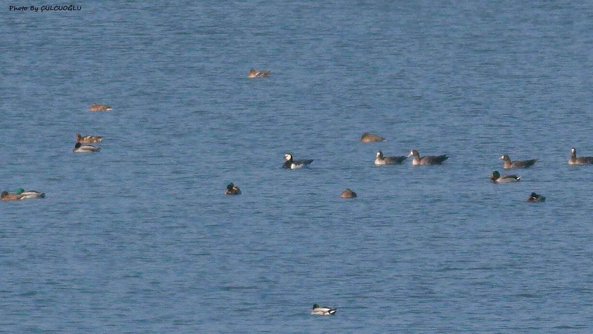 Barnacle Goose